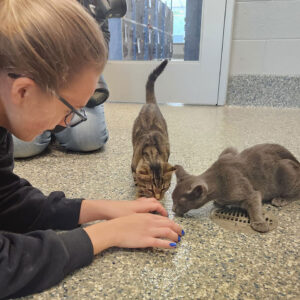 Mother’s Day Kitten Shower